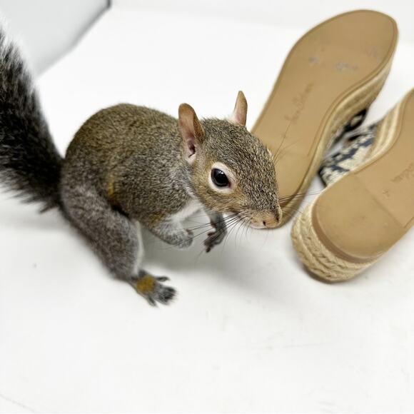 SAM EDELMAN Natty Snakeskin Espadrille Slide Sandals in Size 7.5 - Picture 6 of 7